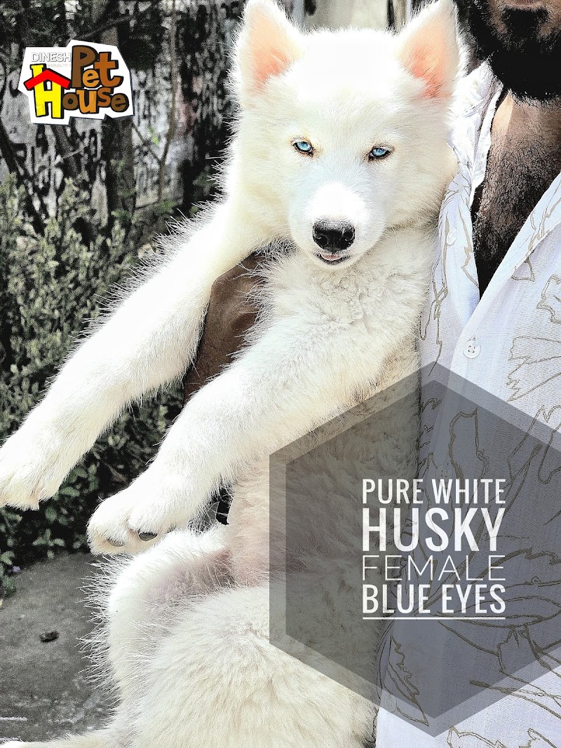 DINESH PET HOUSE — Photo 3