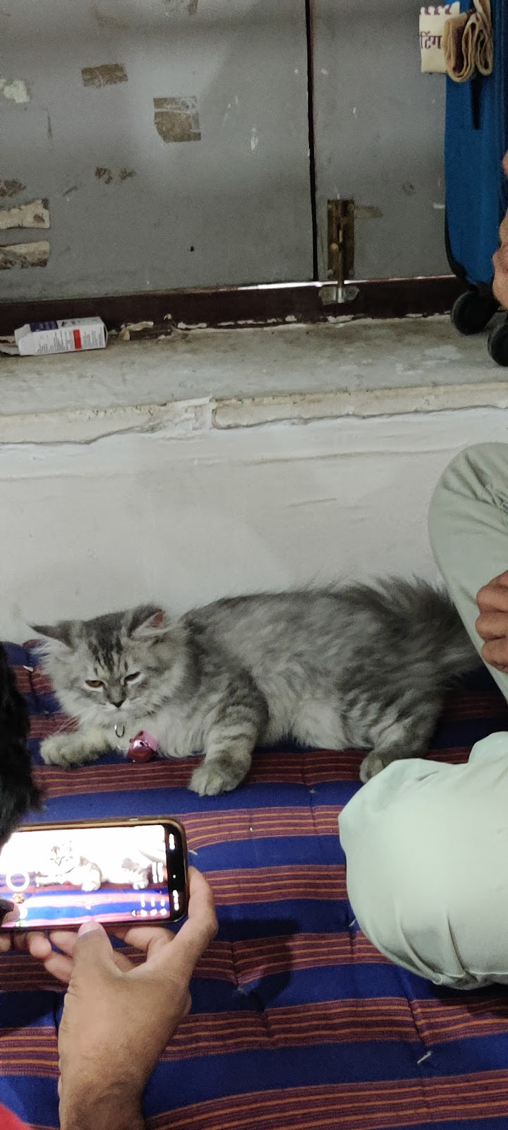 Discovery Pet Shop .