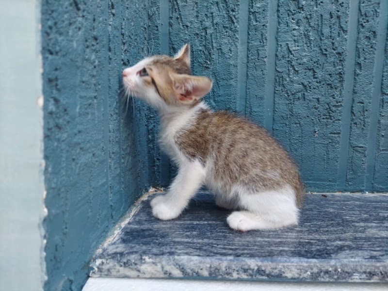 Disha Pet Hostel - Luxury Cat Hostel and Cat Boarding — Photo 2