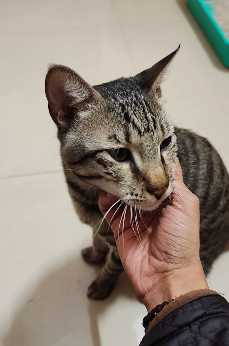 Disha Pet Hostel - Luxury Cat Hostel and Cat Boarding — Photo 4