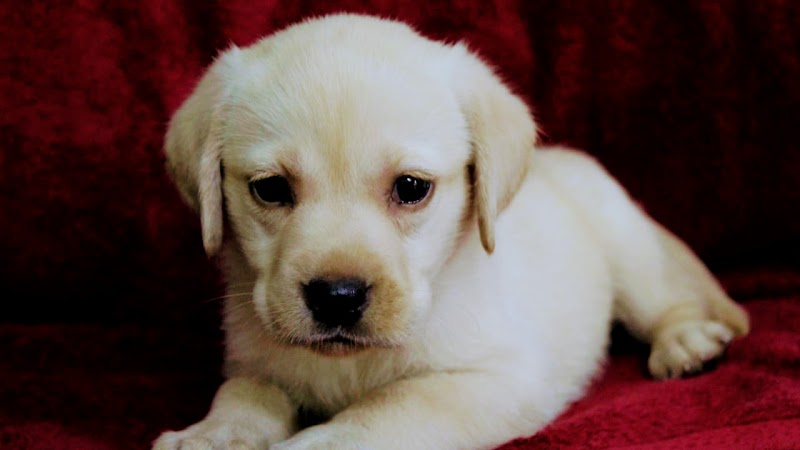 Divine Dogs — Photo 2