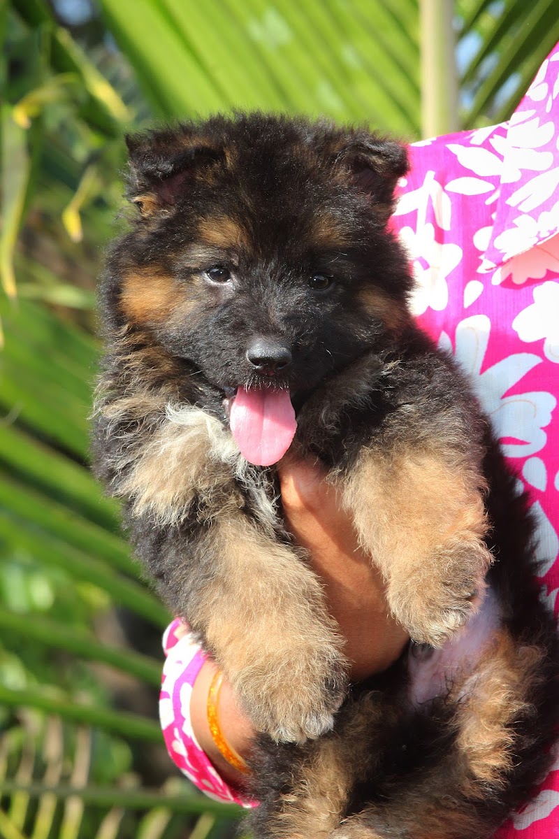 DK PETS PUNE Best Pet Shop In Pune