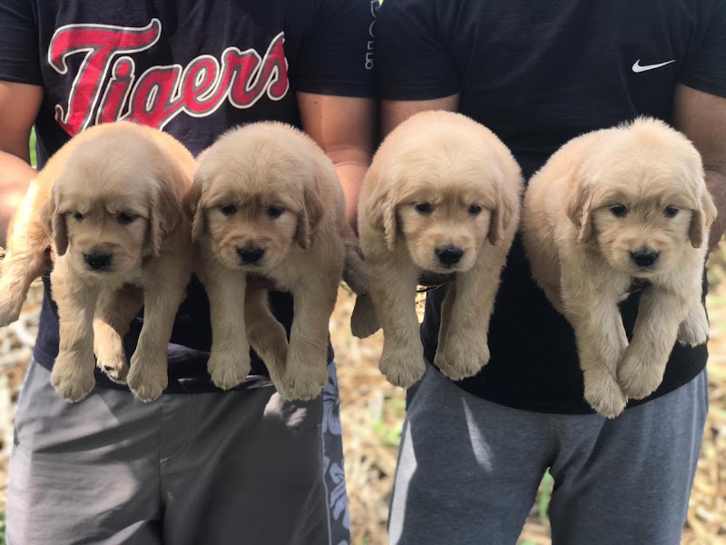 Dodo pet mart — Photo 3