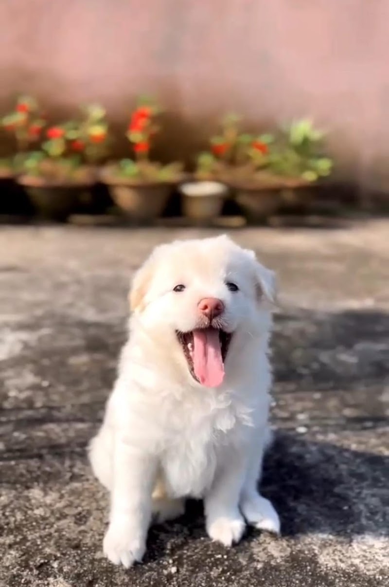 Dog and cat care hostel