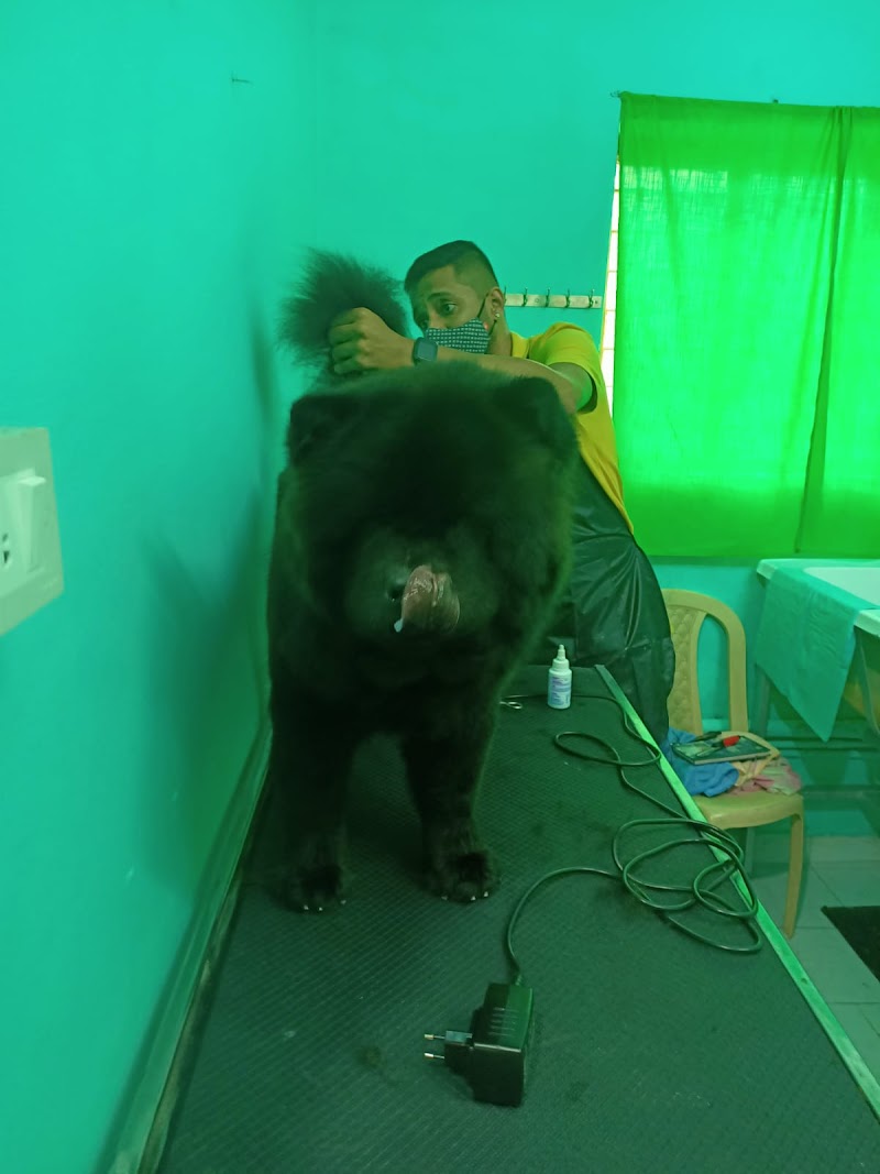 Dog and cat grooming spa mysore — Photo 2