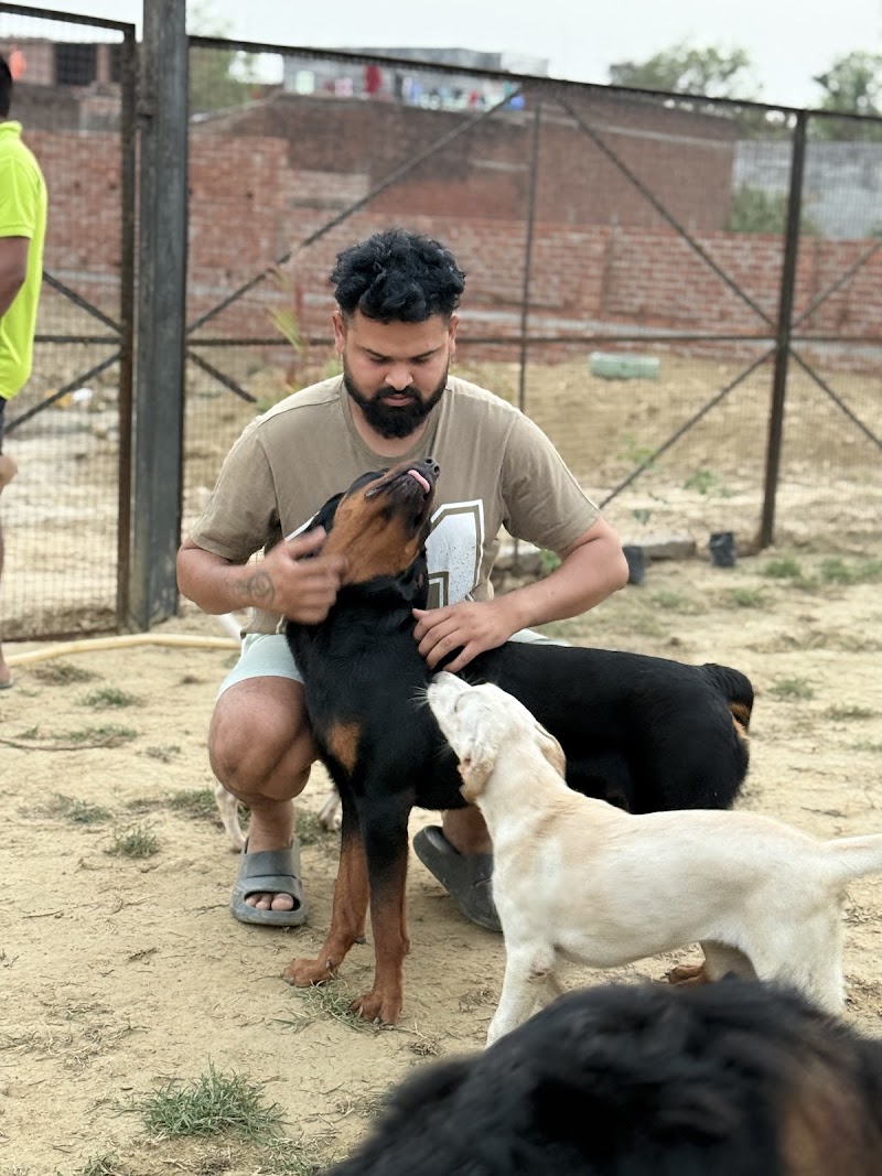 dog boarding and training centre — Photo 2