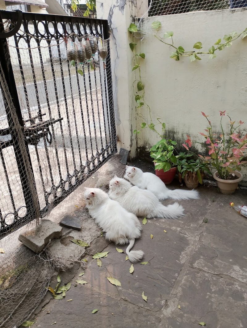 Dog & Cat Home Boarding – Gautam Nagar