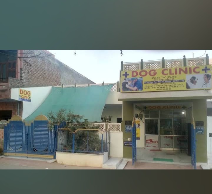 Dog Clinic — Photo 2