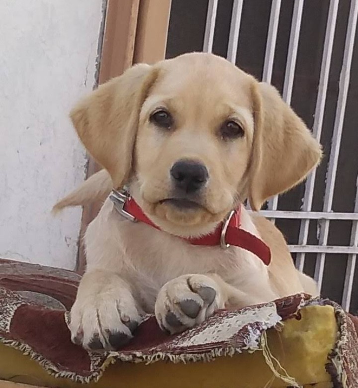 Dog Clinic — Photo 3