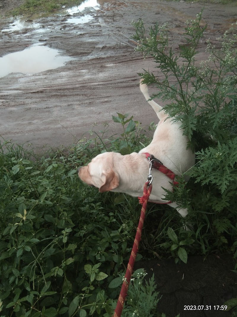 Dog Fit Dog Walking and Training Services in Pune