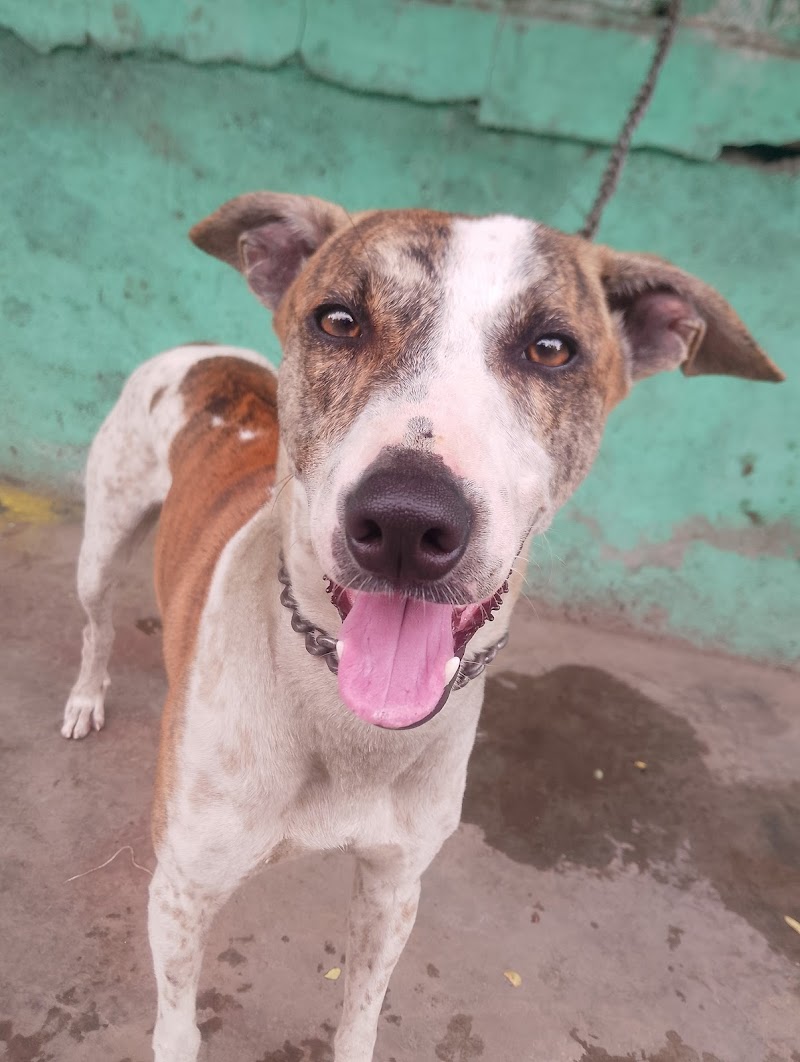 Dog Gallery — Photo 2