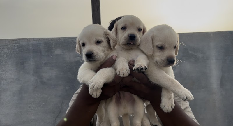 Dog Gallery — Photo 3