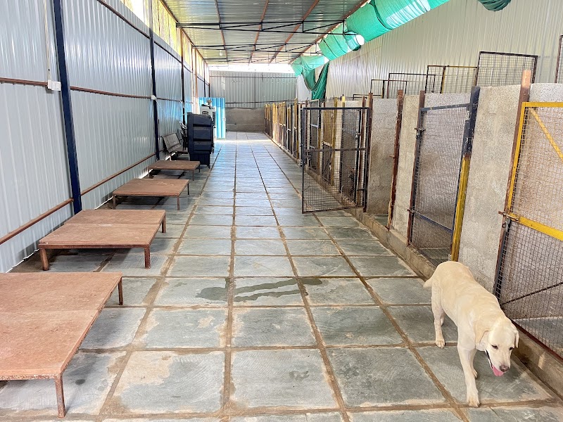 Dog hostal Jaipur — Photo 3