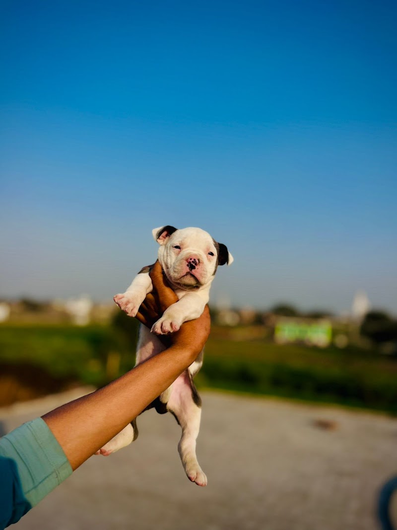 Dog Lovers kennel Ranchi and Dumka 😍