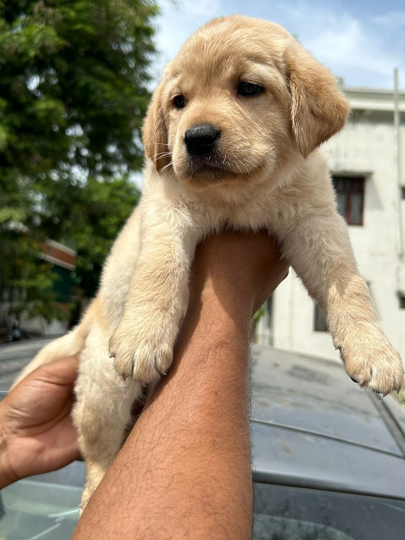 Dog Lovers kennel Ranchi and Dumka 😍 — Photo 2