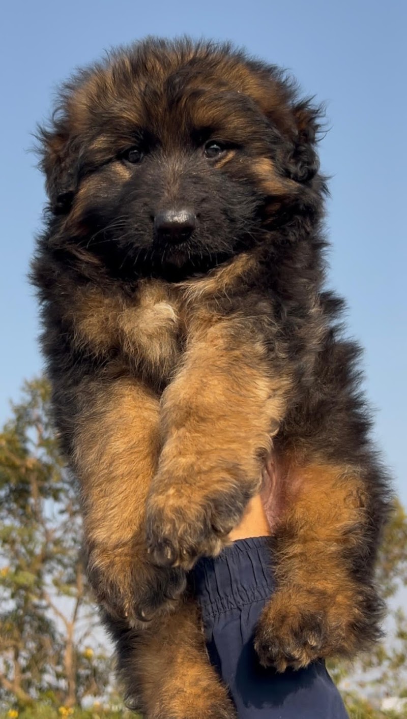 Dog Lovers kennel Ranchi and Dumka 😍 — Photo 3