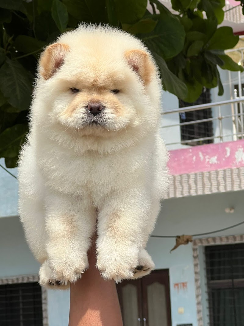 Dog Lovers kennel Ranchi and Dumka 😍 — Photo 4