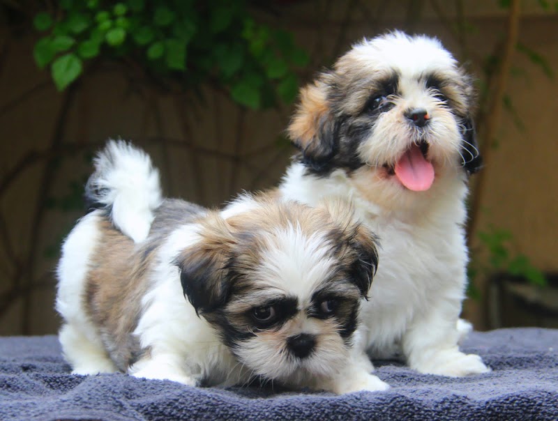 Dog Market India — Photo 2