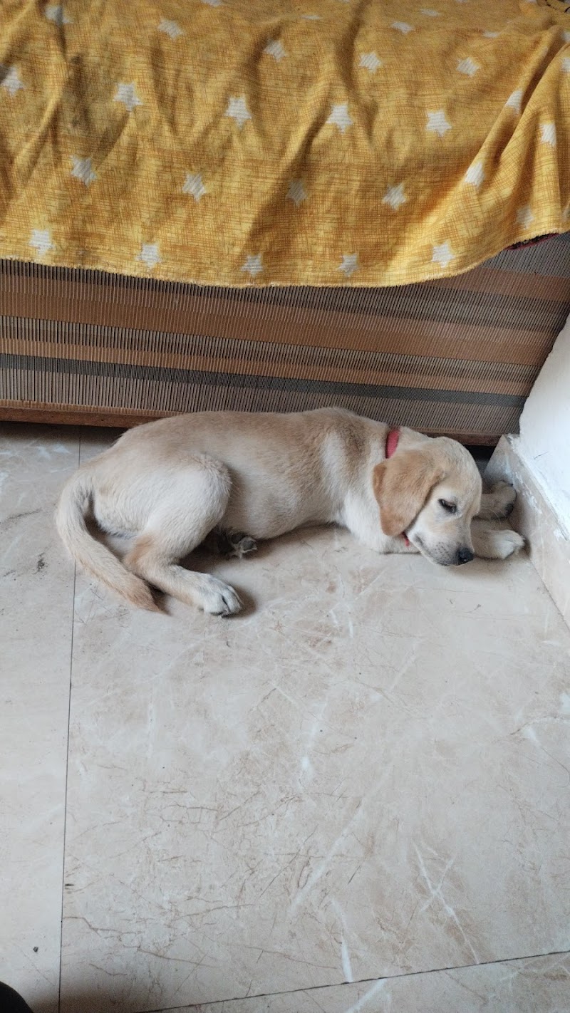 Dog Market India — Photo 3