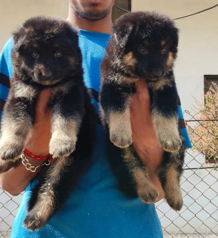 Dog Market India — Photo 4