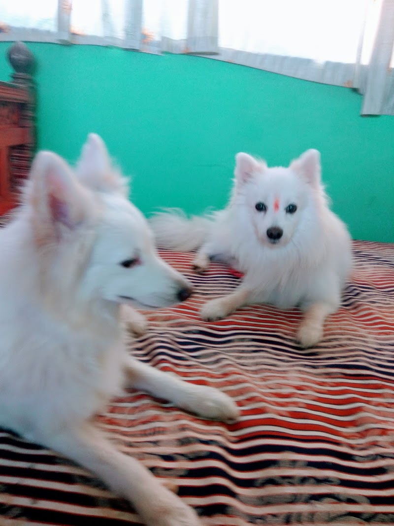 DOG POINT — Photo 3