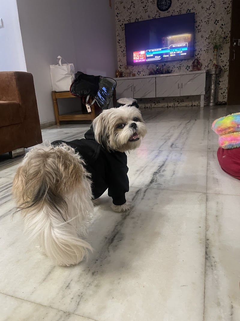 Dog & The Bone — Photo 2