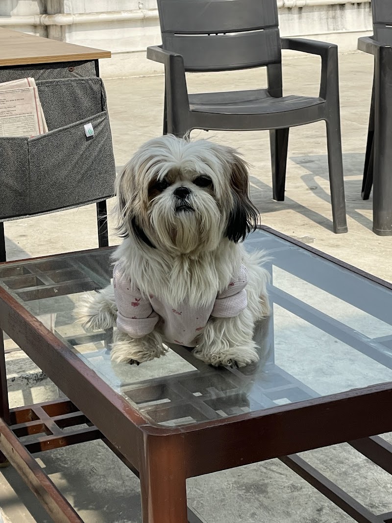 Dog & The Bone — Photo 3