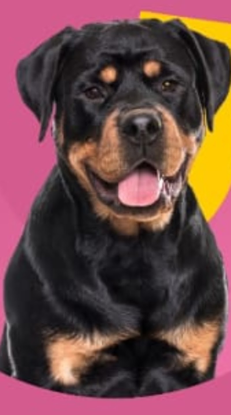 Dog Trainer Mr. Rajubhai — Photo 2