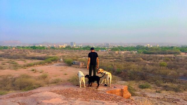 Dog training and hostel — Photo 2