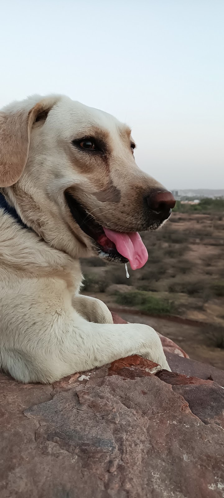 Dog training and hostel — Photo 4