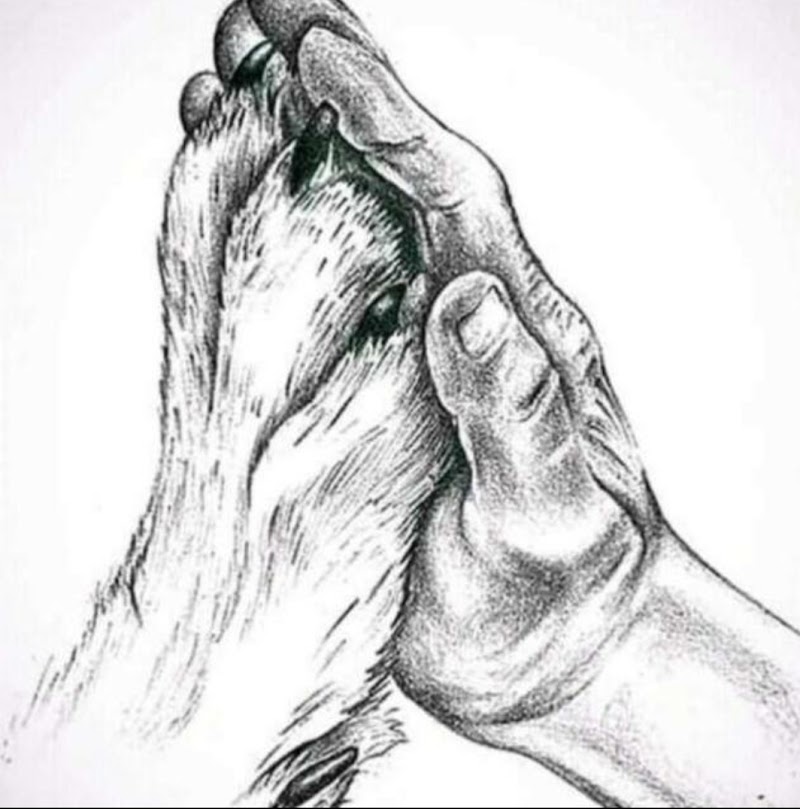 Dog training and walking 24/7