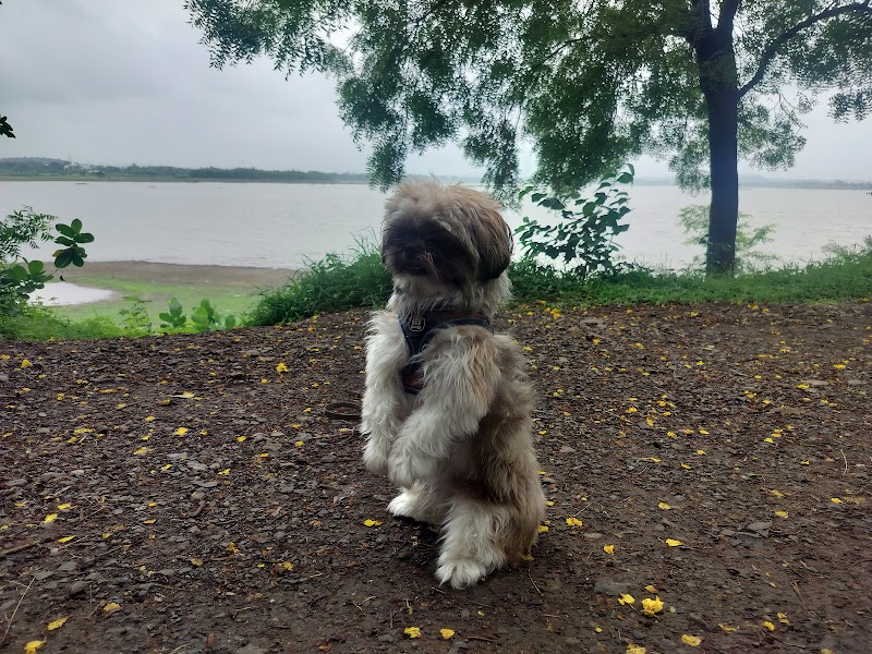 Dog Training Indore Nachan — Photo 2