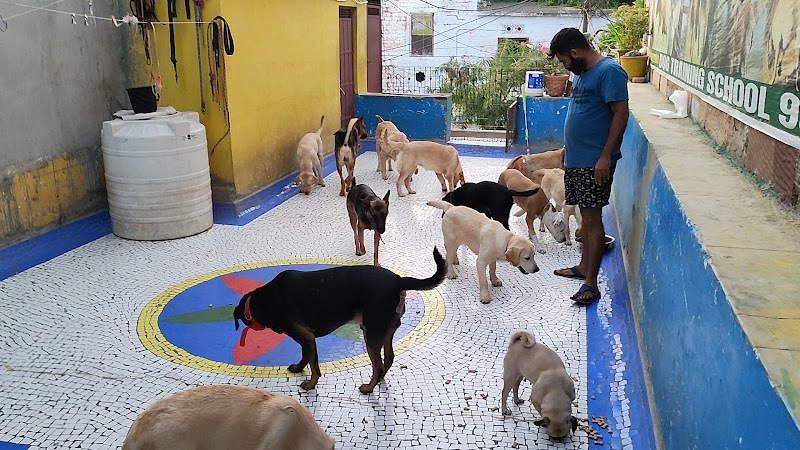 DOG TRAINING SCHOOL JODHPUR