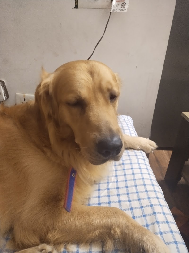 Dog training service at home