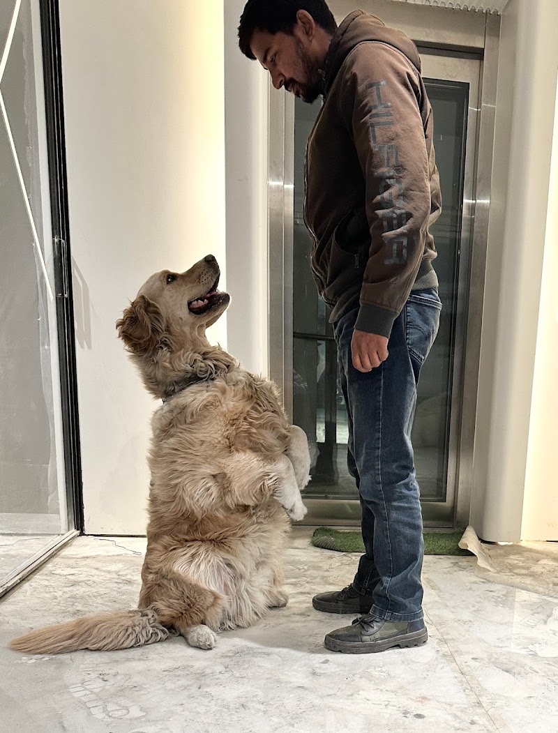 Dog training with Mohit Kumar — Photo 2