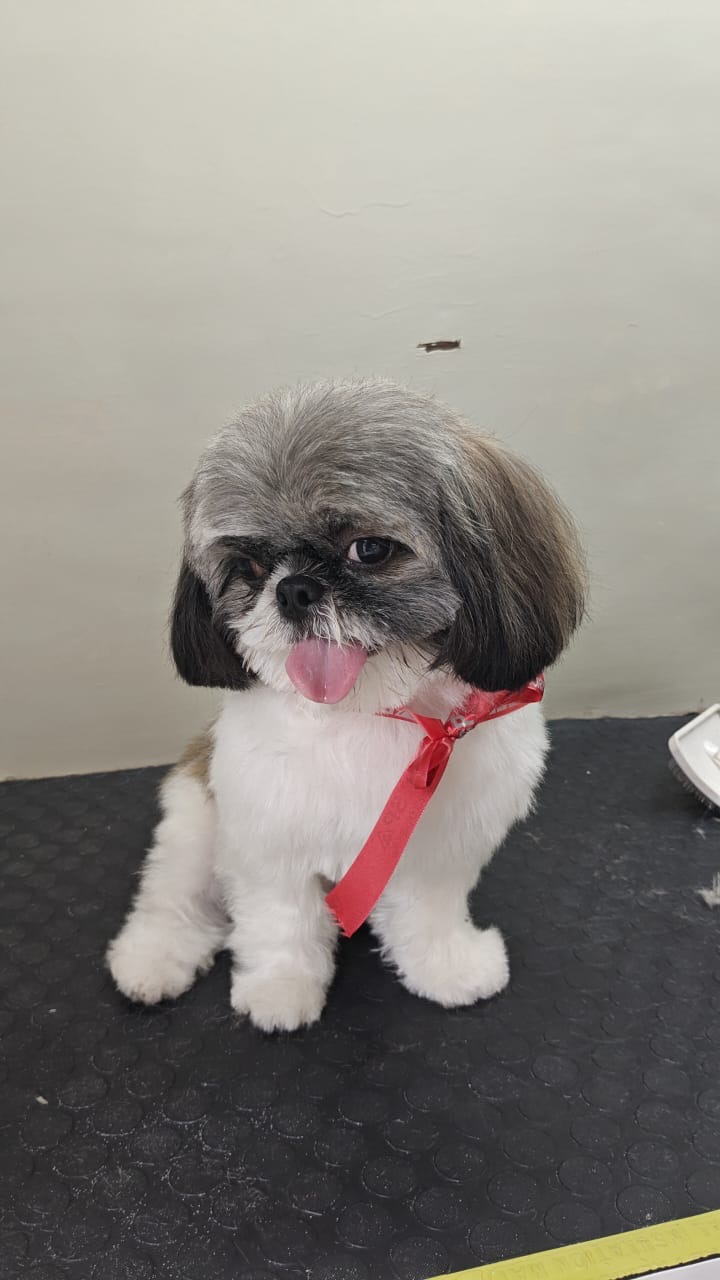 Dog Walk & Training Studio