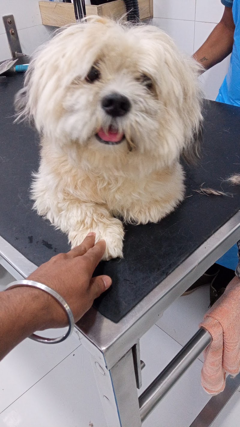 dog Walker — Photo 3