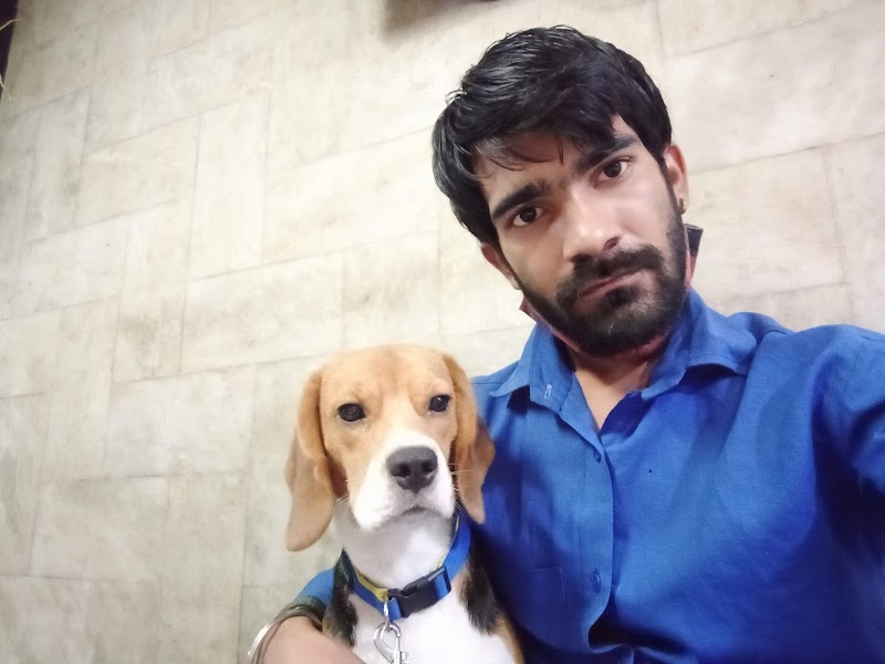 dog Walker — Photo 4