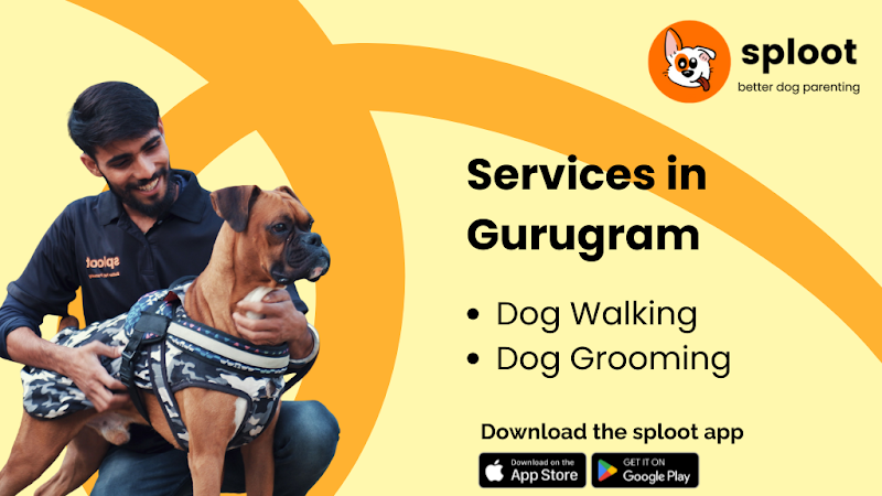 Dog Walking and Grooming Services by Sploot - Gurugram (Sector 45) — Photo 3