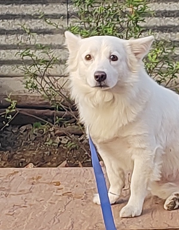 Doggie Town — Photo 2