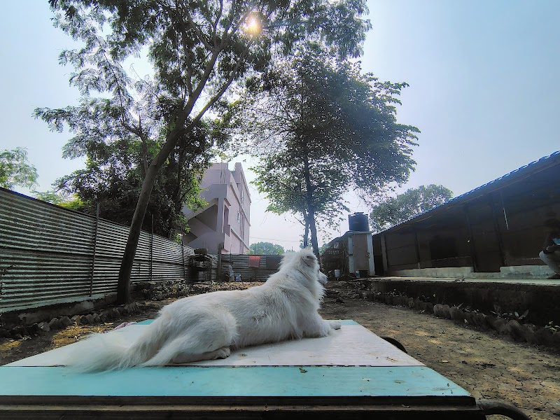 Doggie Town — Photo 3