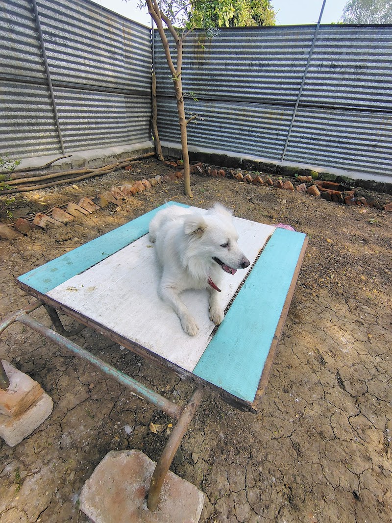 Doggie Town — Photo 4