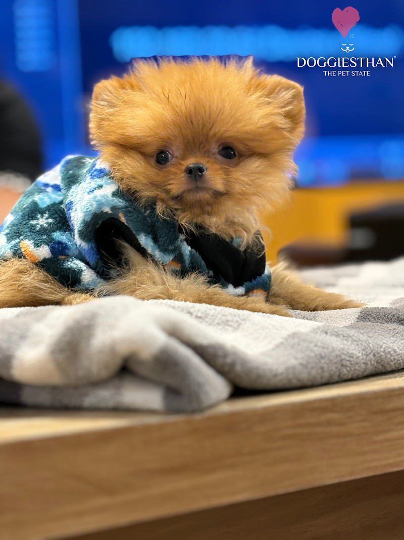 Doggiesthan — Photo 3