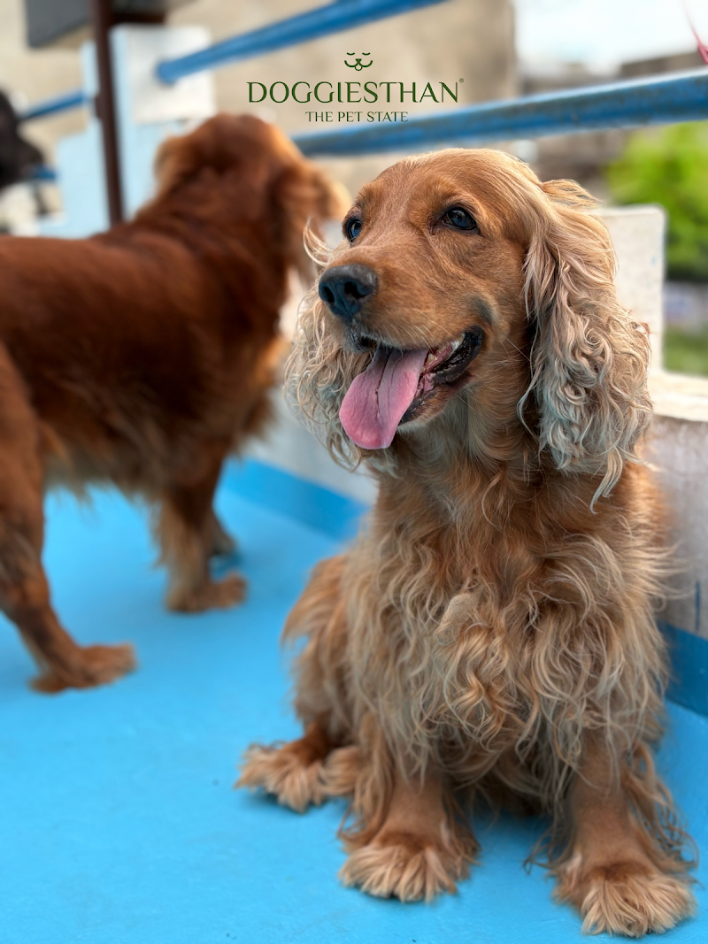 Doggiesthan — Photo 4