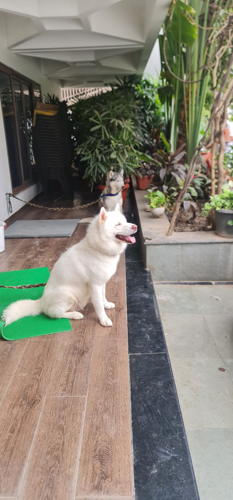 Doggy delight pet spa — Photo 2