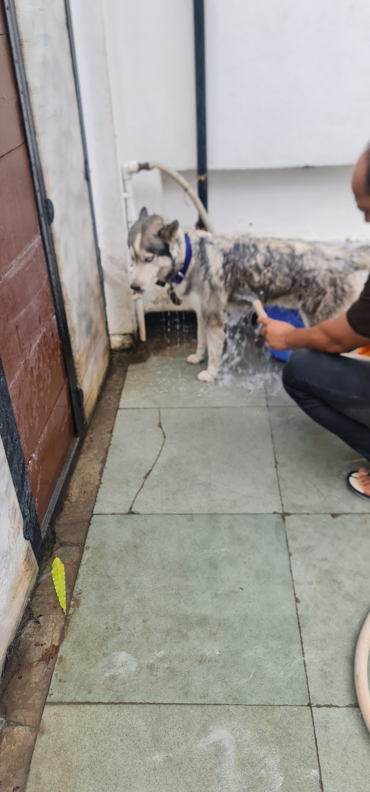 Doggy delight pet spa — Photo 3