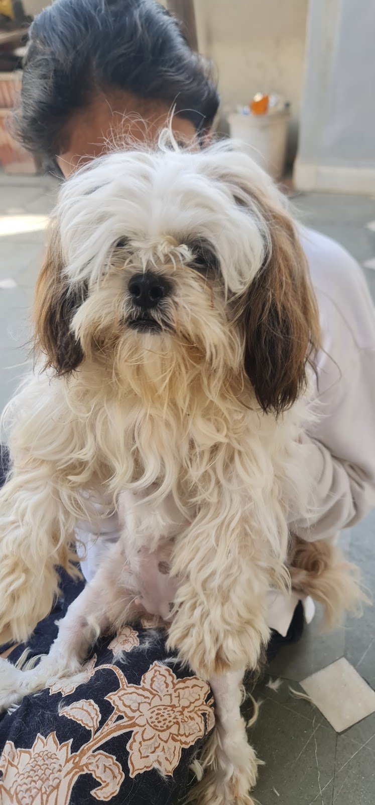 Doggy delight pet spa — Photo 4