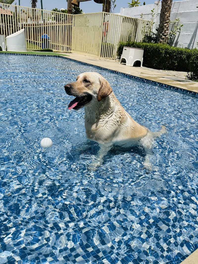 Doggy Hotel — Photo 2