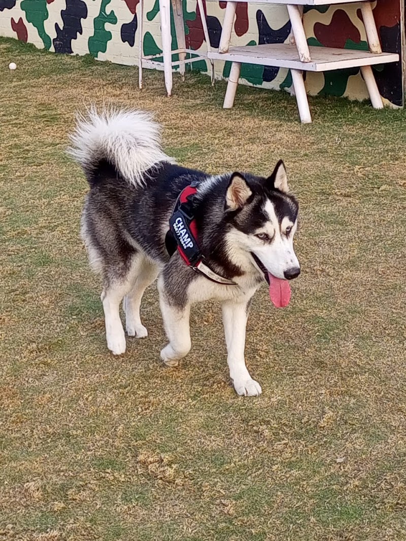 Doggy Hotel — Photo 4