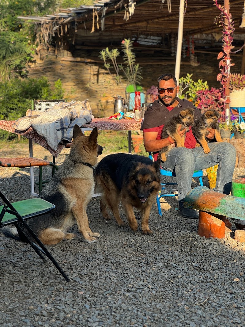 Dogoz heaven Dog training school